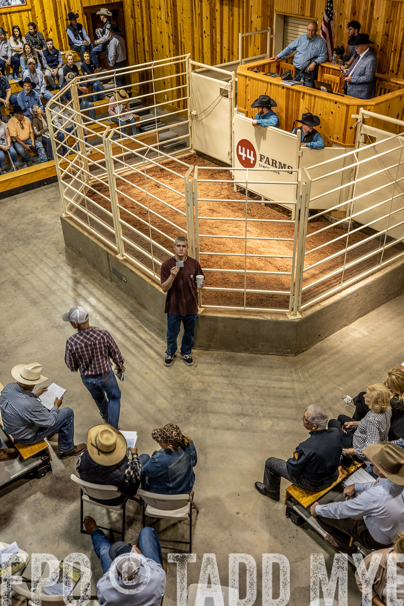 TMyers_FallBullSale_Cameron_Oct2022--523730