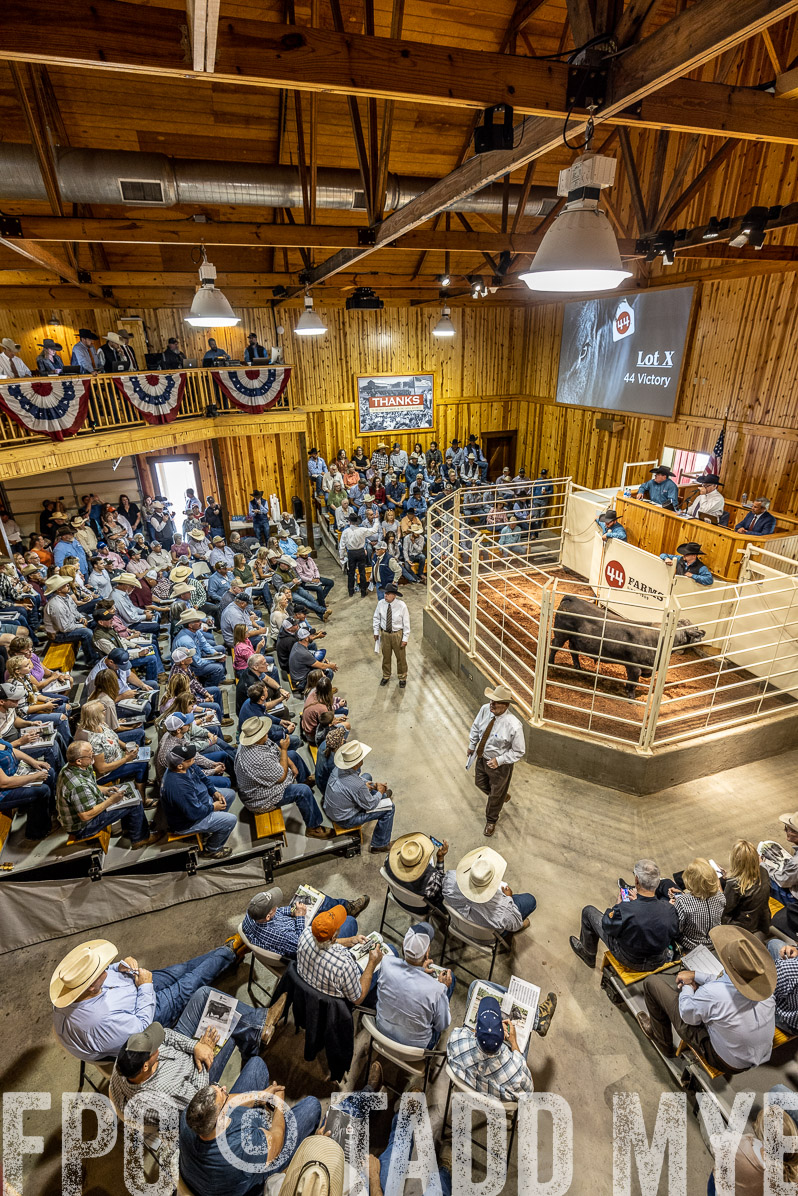 TMyers_FallBullSale_Cameron_Oct2022--523780