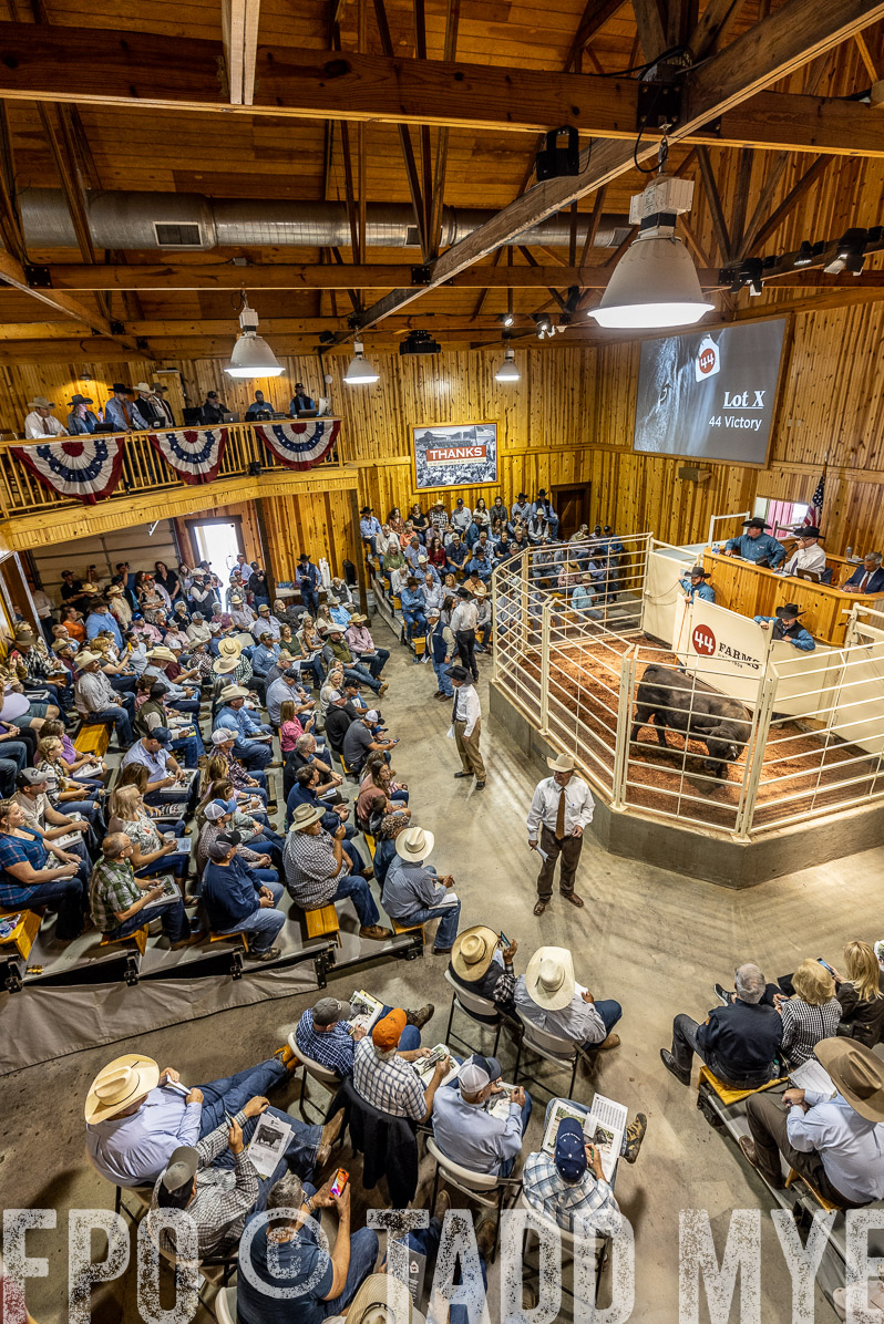 TMyers_FallBullSale_Cameron_Oct2022--523794