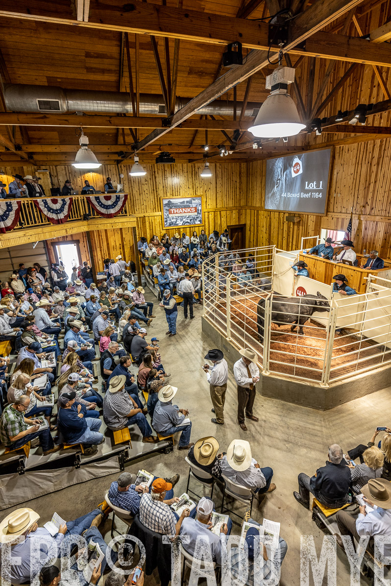 TMyers_FallBullSale_Cameron_Oct2022--523821