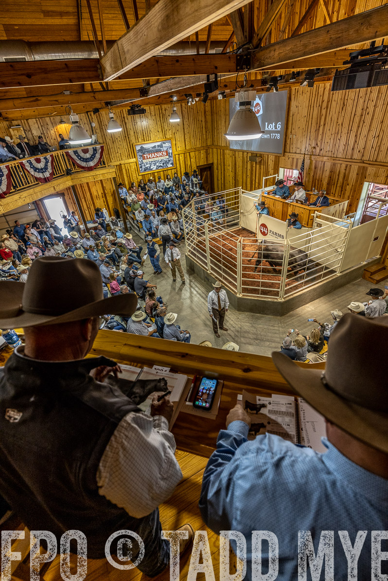 TMyers_FallBullSale_Cameron_Oct2022--523848