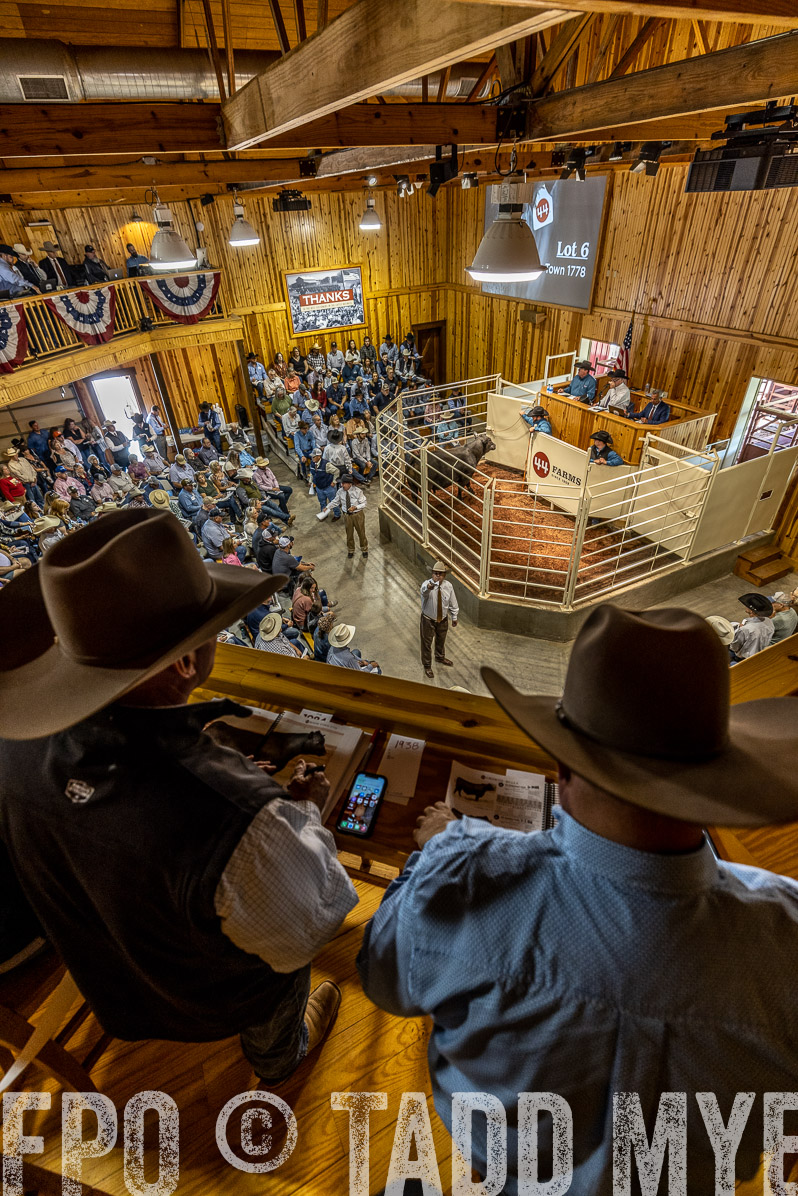TMyers_FallBullSale_Cameron_Oct2022--523854