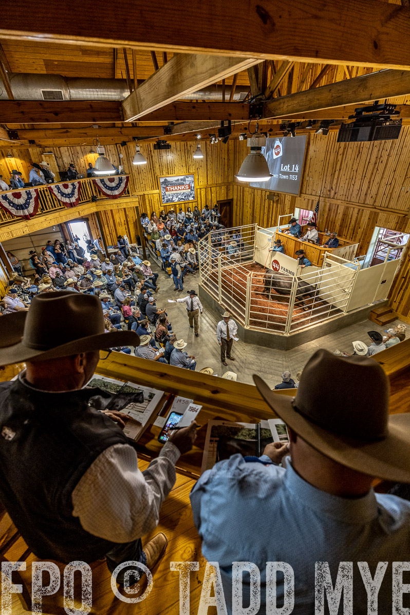 TMyers_FallBullSale_Cameron_Oct2022--523911