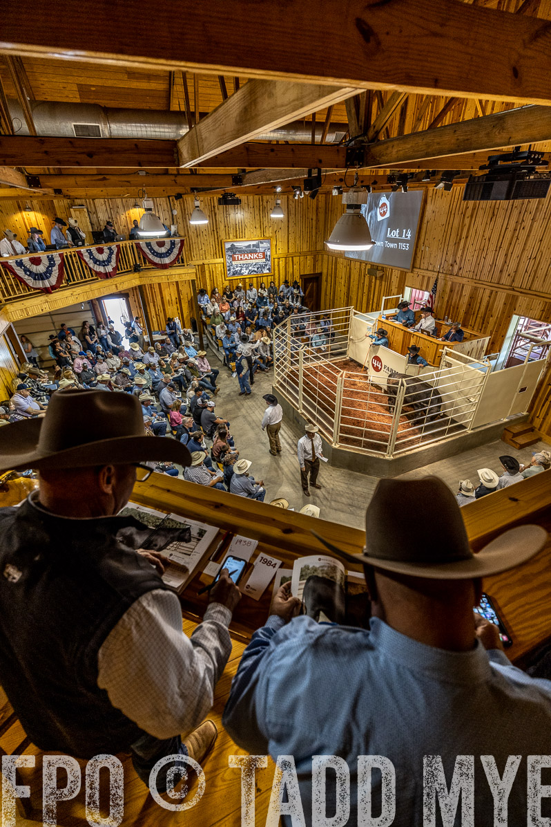 TMyers_FallBullSale_Cameron_Oct2022--523915
