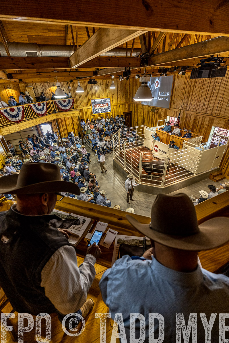 TMyers_FallBullSale_Cameron_Oct2022--523918