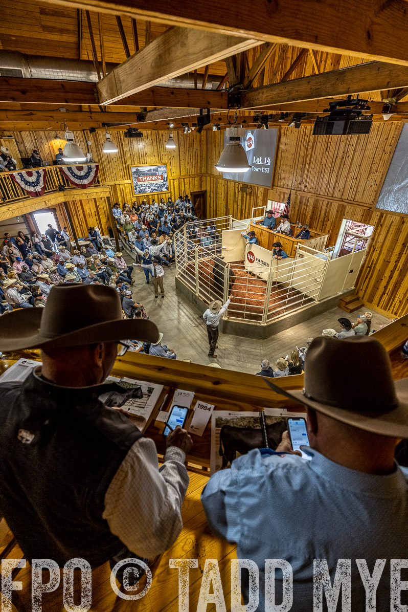 TMyers_FallBullSale_Cameron_Oct2022--523924