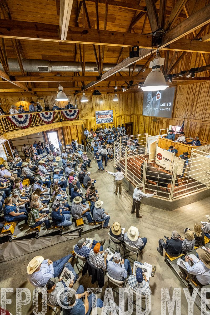 TMyers_FallBullSale_Cameron_Oct2022--524014