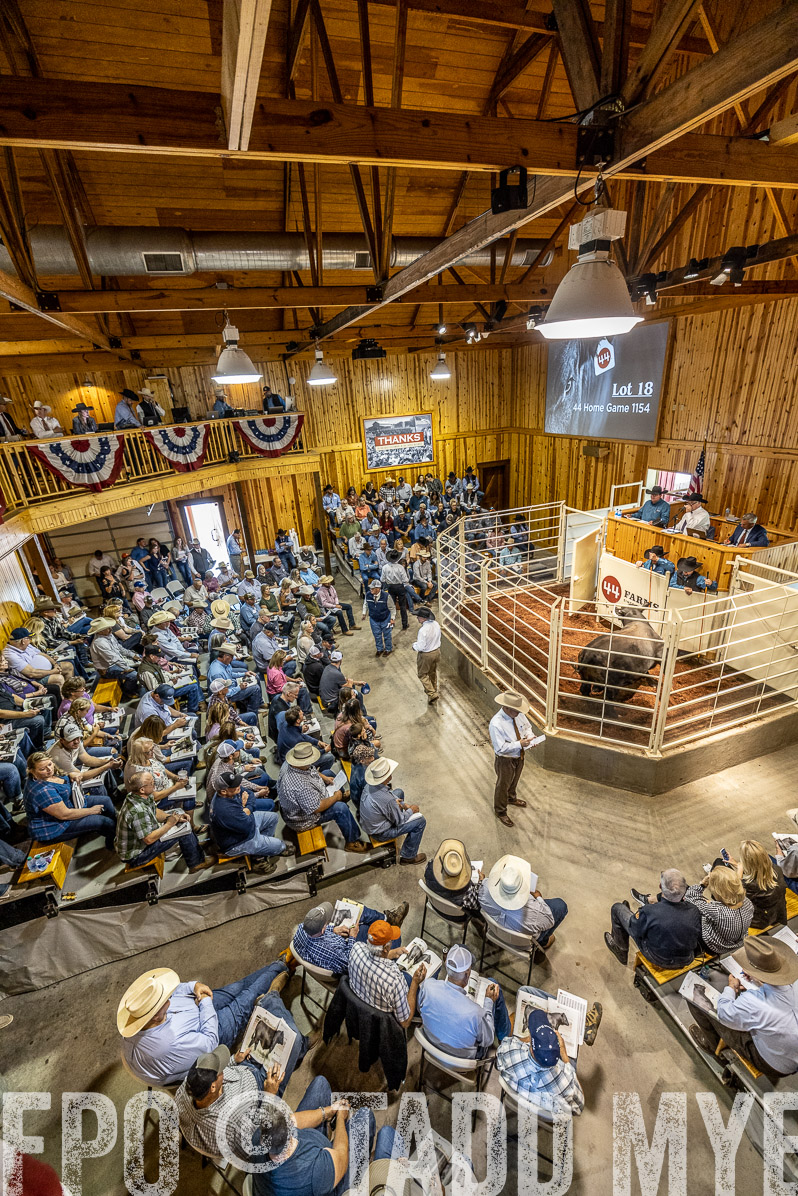 TMyers_FallBullSale_Cameron_Oct2022--524022