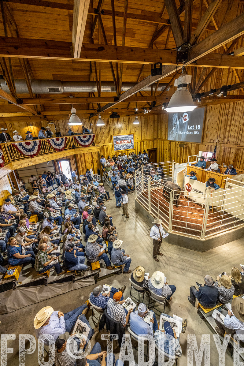 TMyers_FallBullSale_Cameron_Oct2022--524024