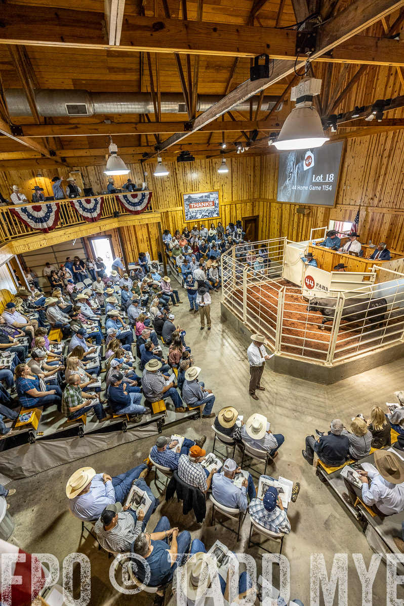 TMyers_FallBullSale_Cameron_Oct2022--524028