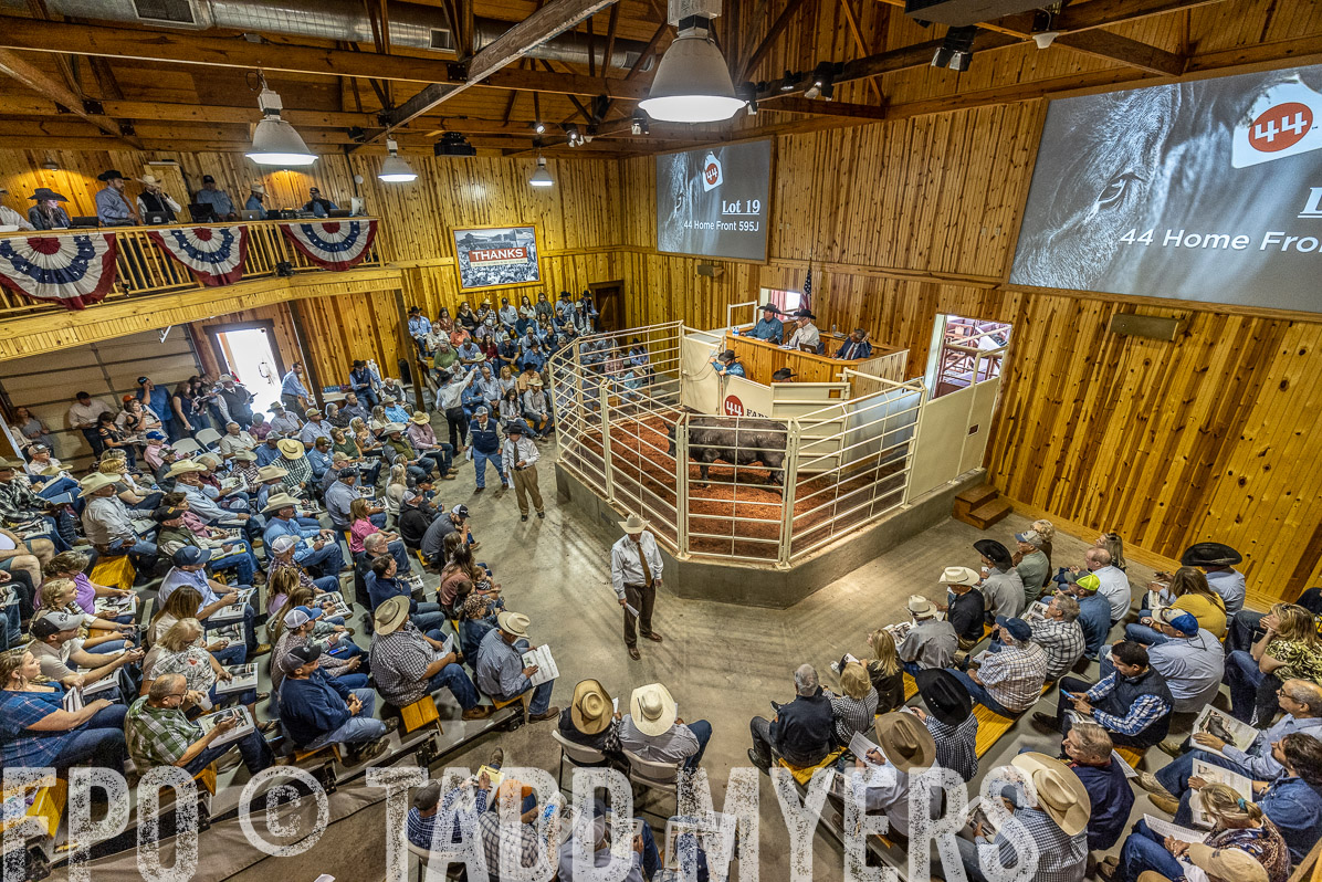 TMyers_FallBullSale_Cameron_Oct2022--524031