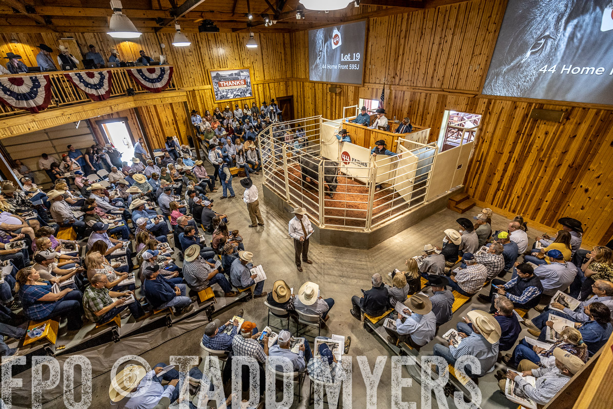TMyers_FallBullSale_Cameron_Oct2022--524036
