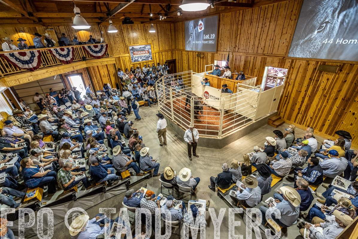 TMyers_FallBullSale_Cameron_Oct2022--524039