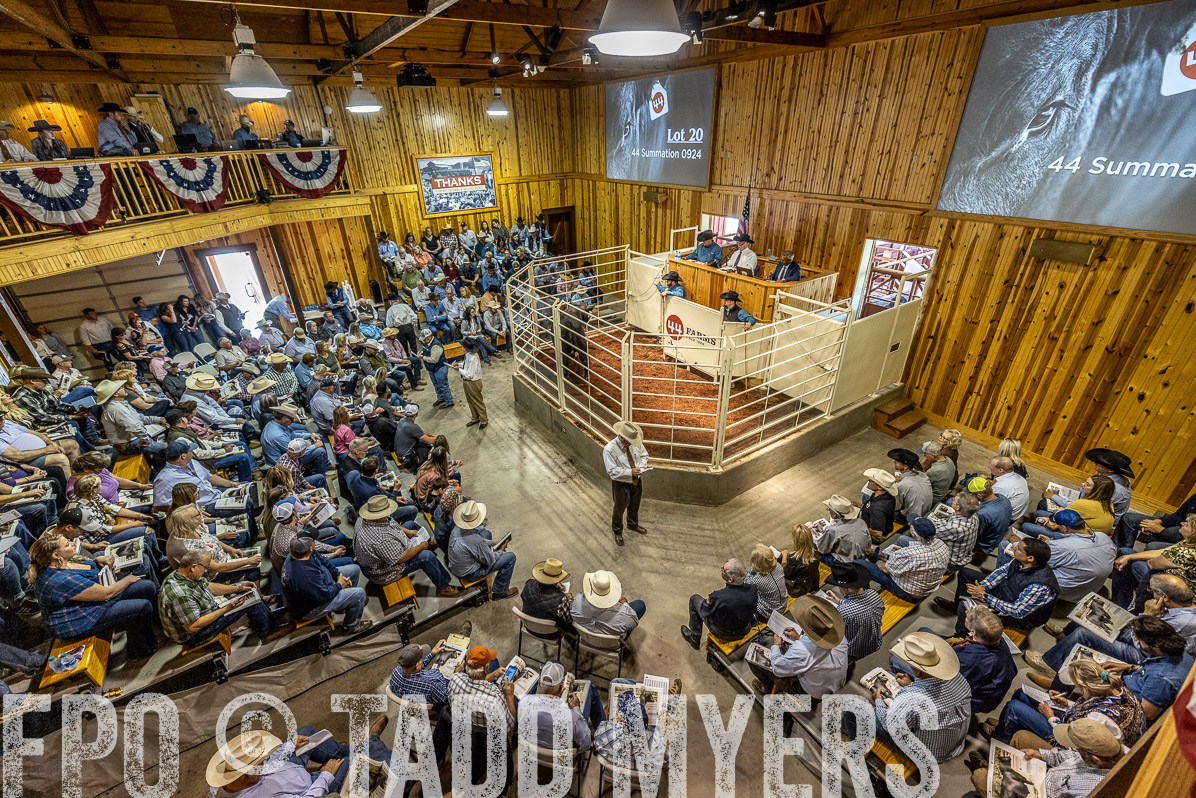 TMyers_FallBullSale_Cameron_Oct2022--524043