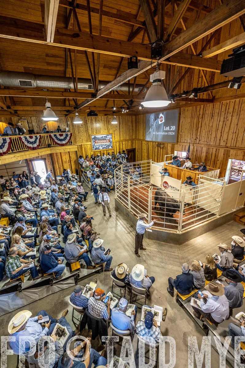 TMyers_FallBullSale_Cameron_Oct2022--524048