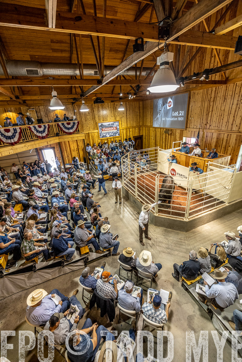 TMyers_FallBullSale_Cameron_Oct2022--524083