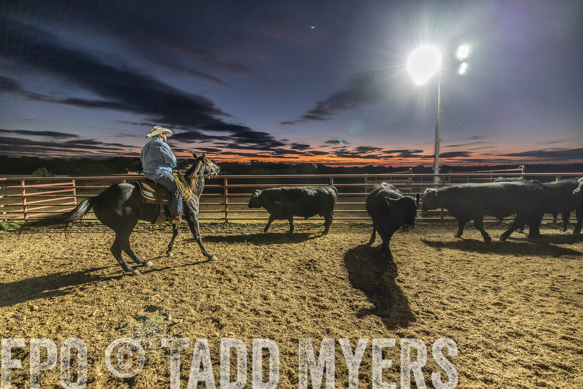 TMyers_FallBullSale_Cameron_Oct2022--522039