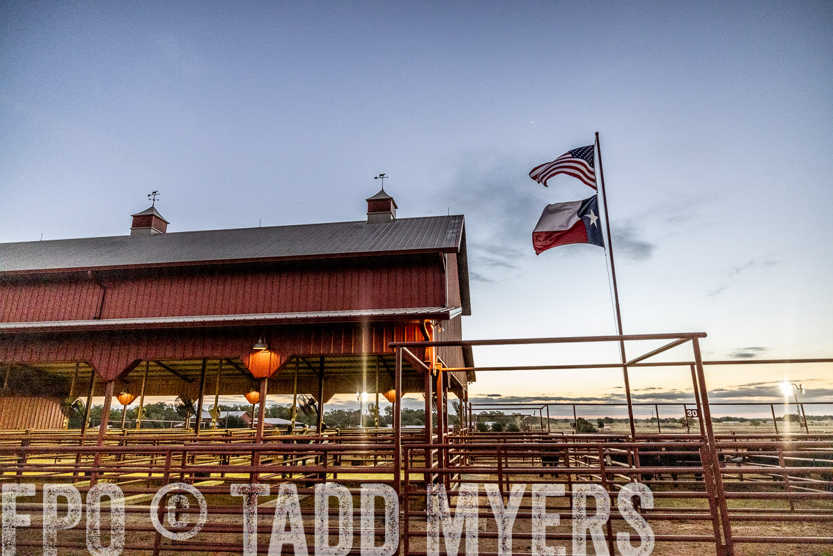 TMyers_FallBullSale_Cameron_Oct2022--522253