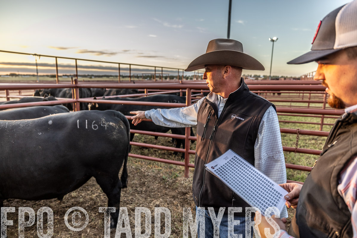 TMyers_FallBullSale_Cameron_Oct2022--522382