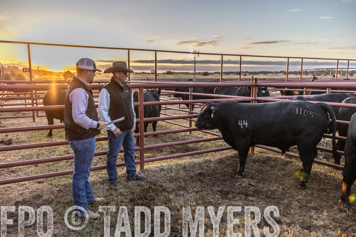 TMyers_FallBullSale_Cameron_Oct2022--522424