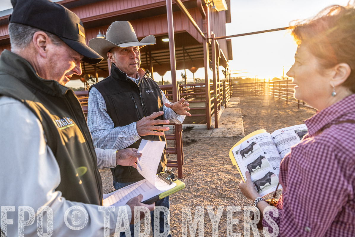 TMyers_FallBullSale_Cameron_Oct2022--522649