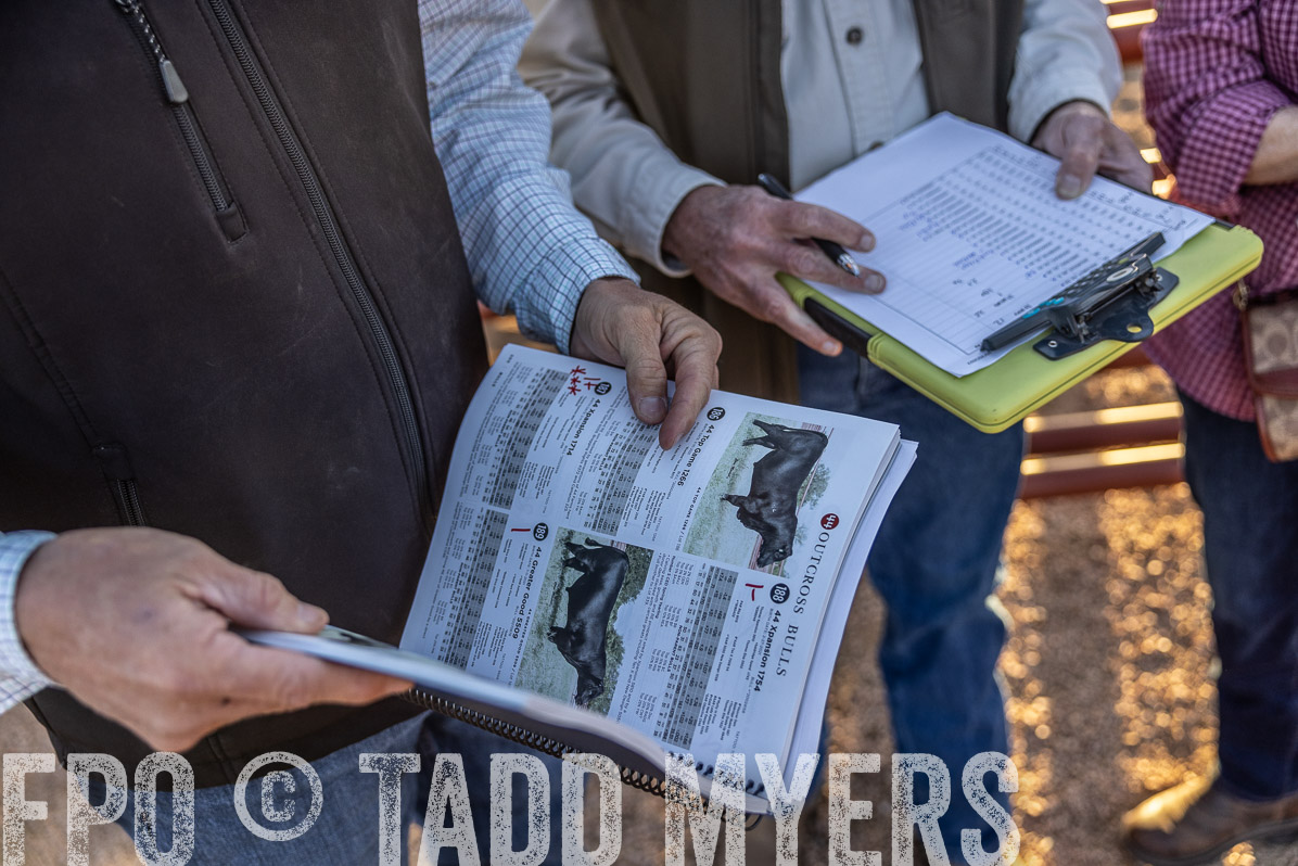 TMyers_FallBullSale_Cameron_Oct2022--522865