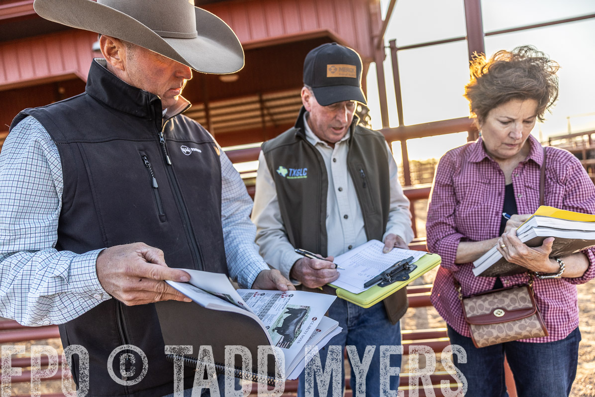 TMyers_FallBullSale_Cameron_Oct2022--522876