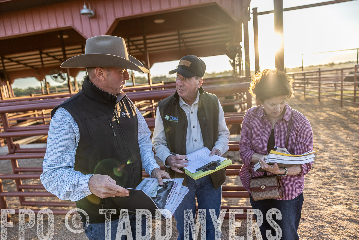 TMyers_FallBullSale_Cameron_Oct2022--522891
