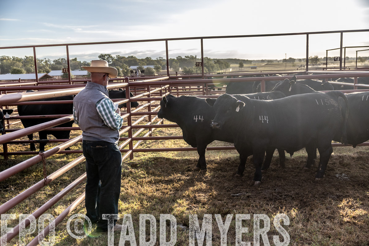 TMyers_FallBullSale_Cameron_Oct2022--523198