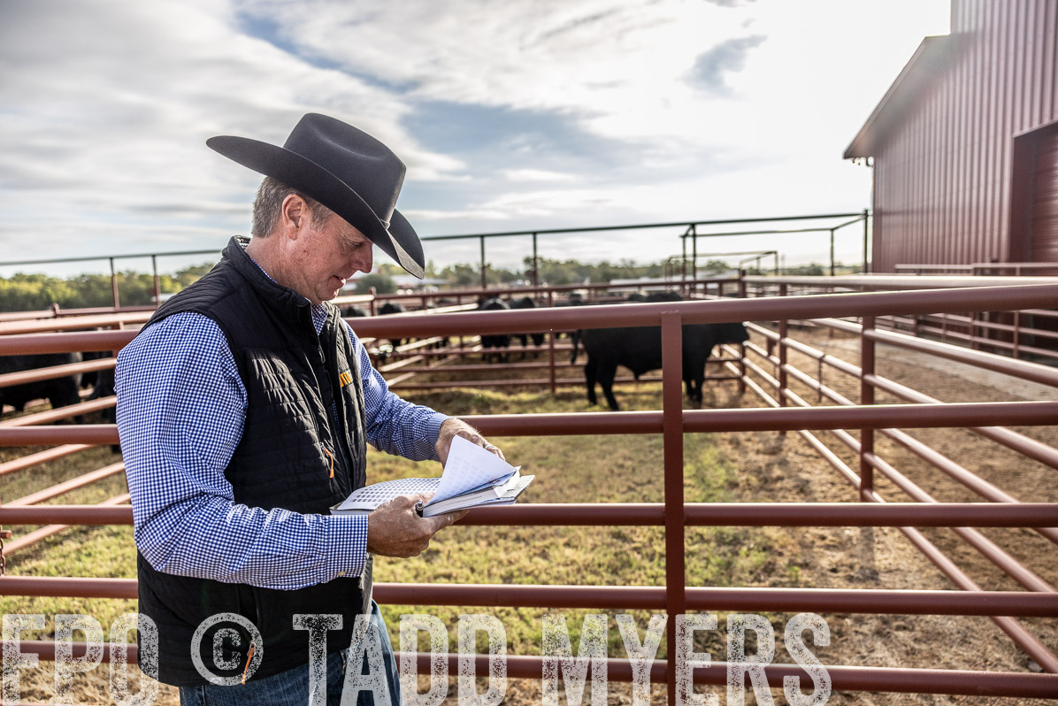 TMyers_FallBullSale_Cameron_Oct2022--523449
