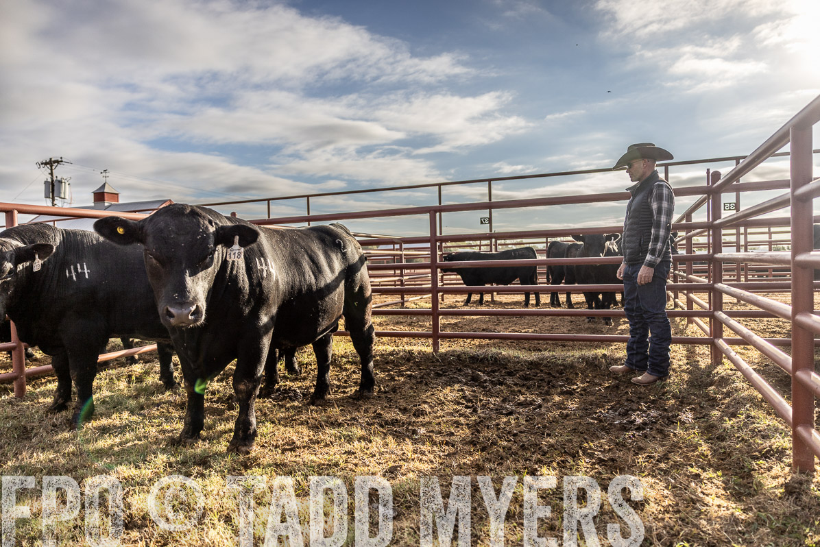 TMyers_FallBullSale_Cameron_Oct2022--523497