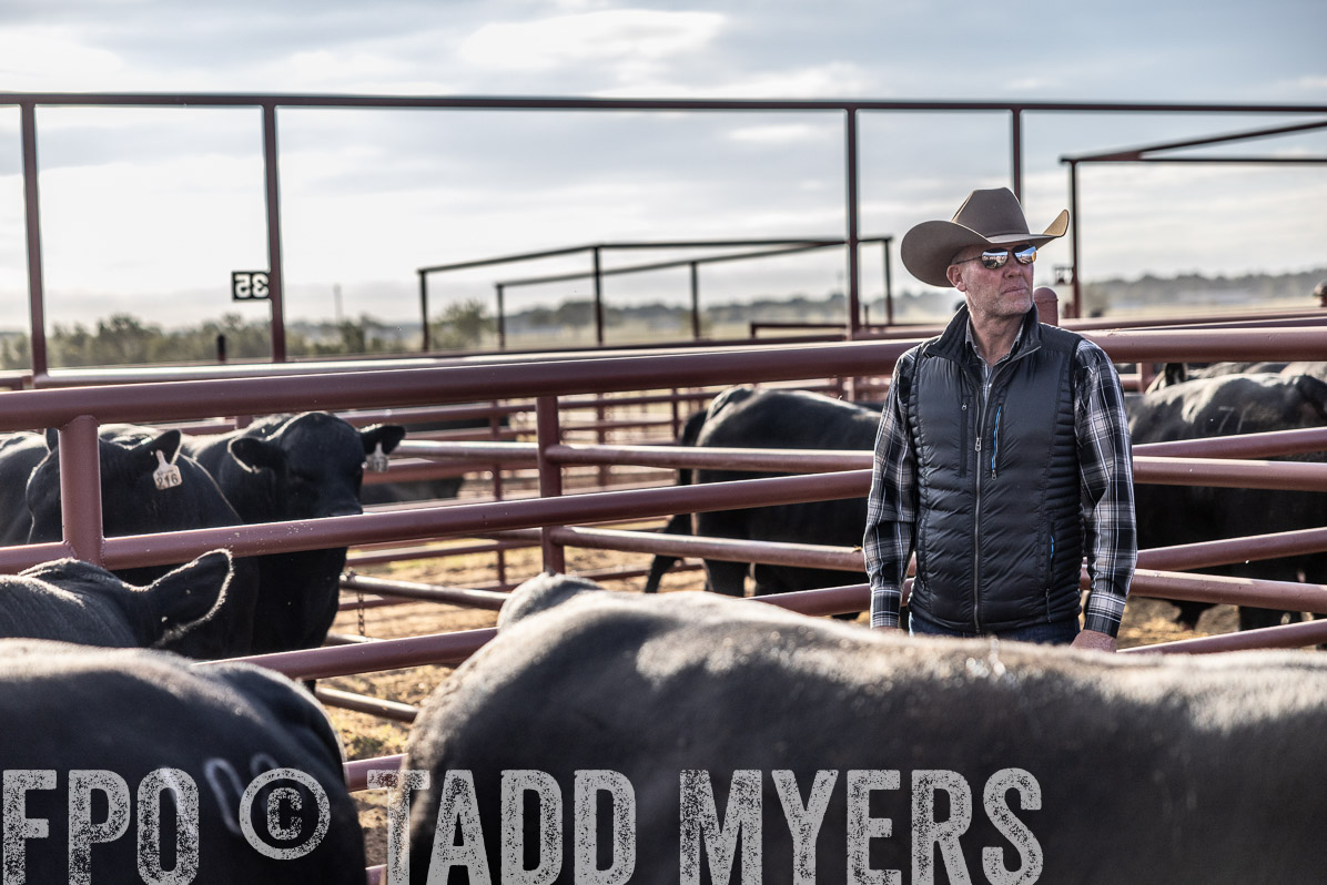 TMyers_FallBullSale_Cameron_Oct2022--523499