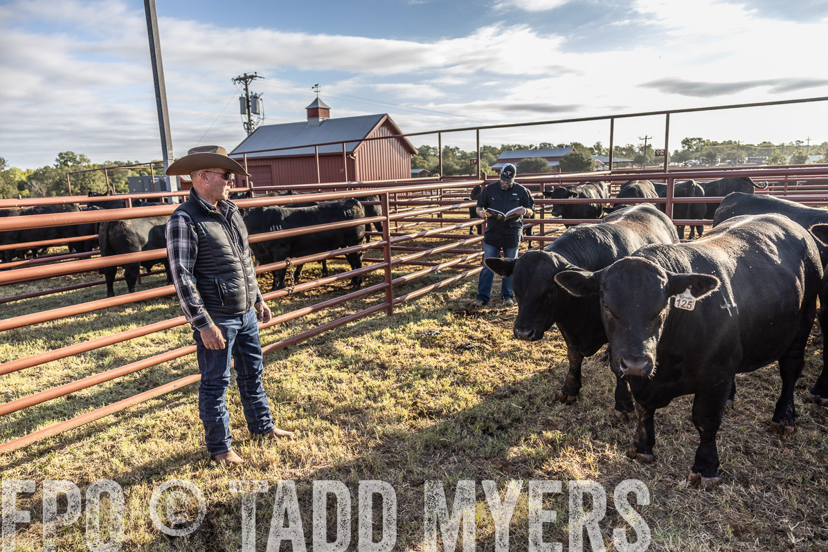 TMyers_FallBullSale_Cameron_Oct2022--523546