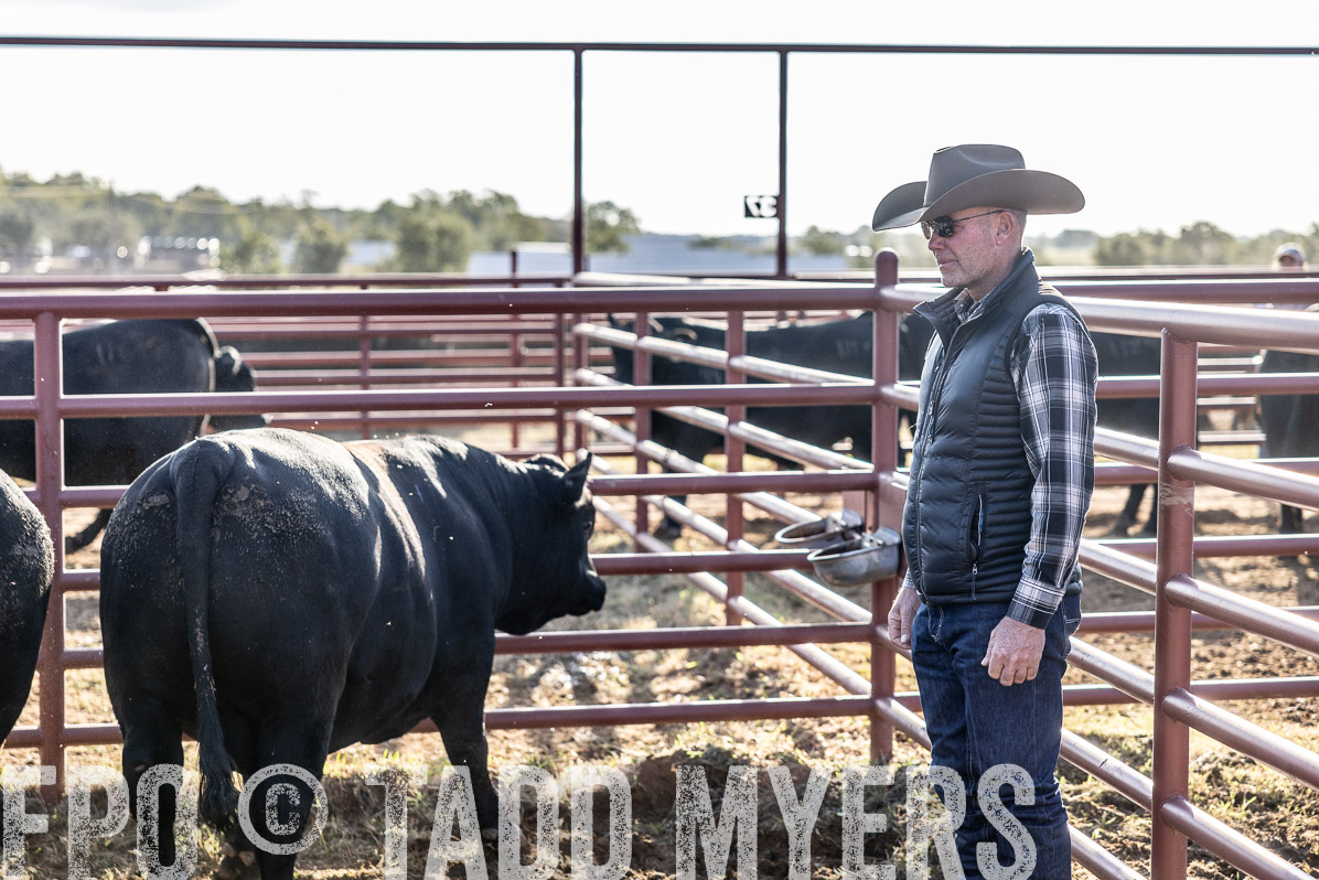 TMyers_FallBullSale_Cameron_Oct2022--523608