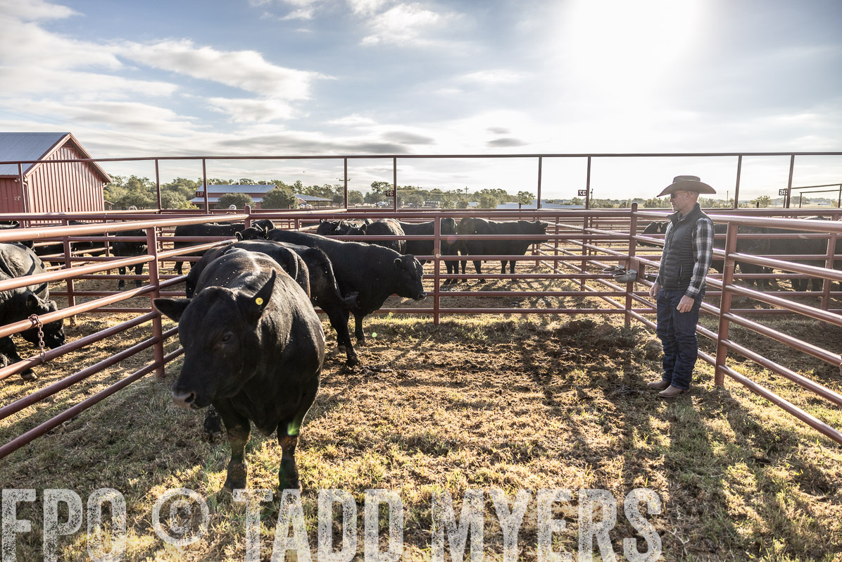 TMyers_FallBullSale_Cameron_Oct2022--523617