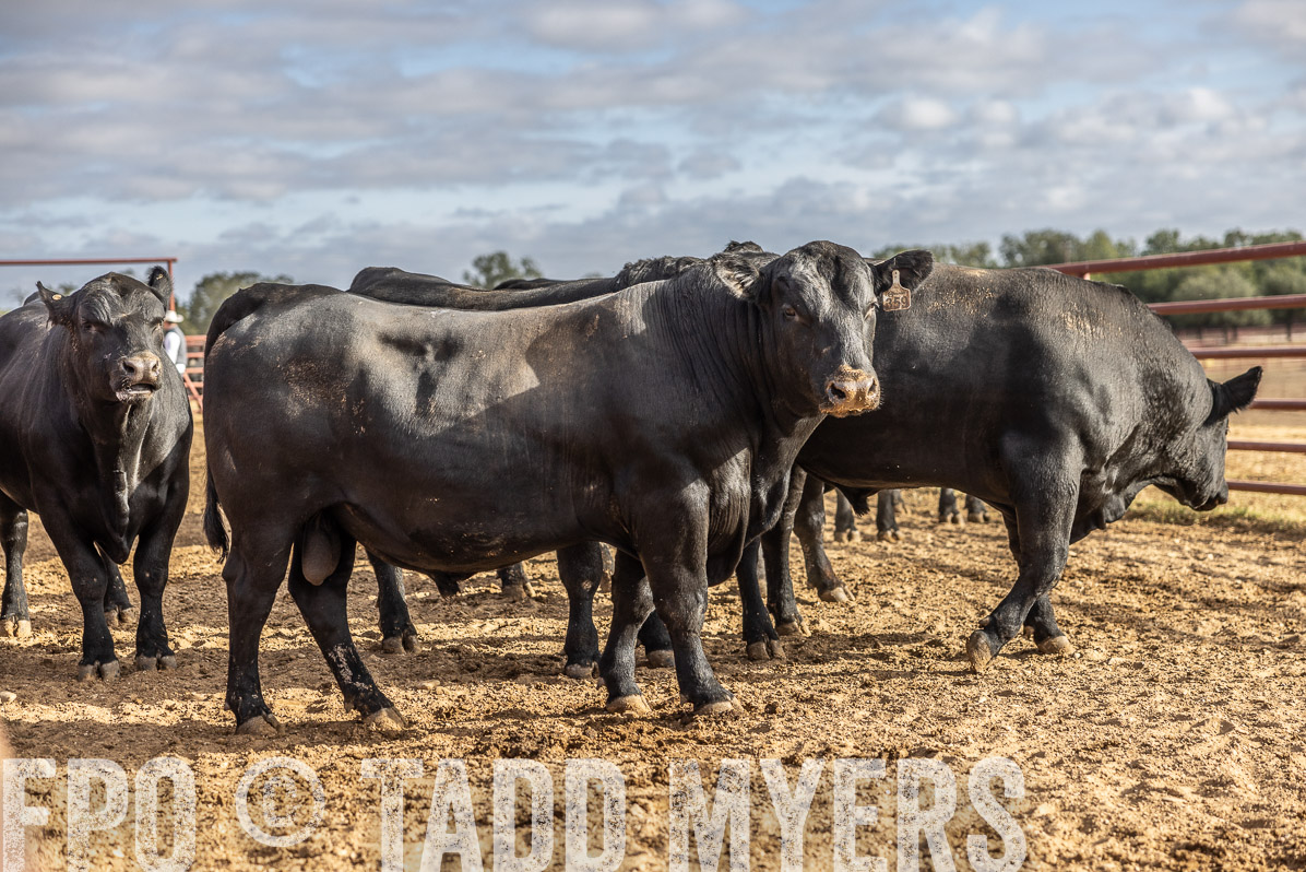 TMyers_FallBullSale_Cameron_Oct2022--523689
