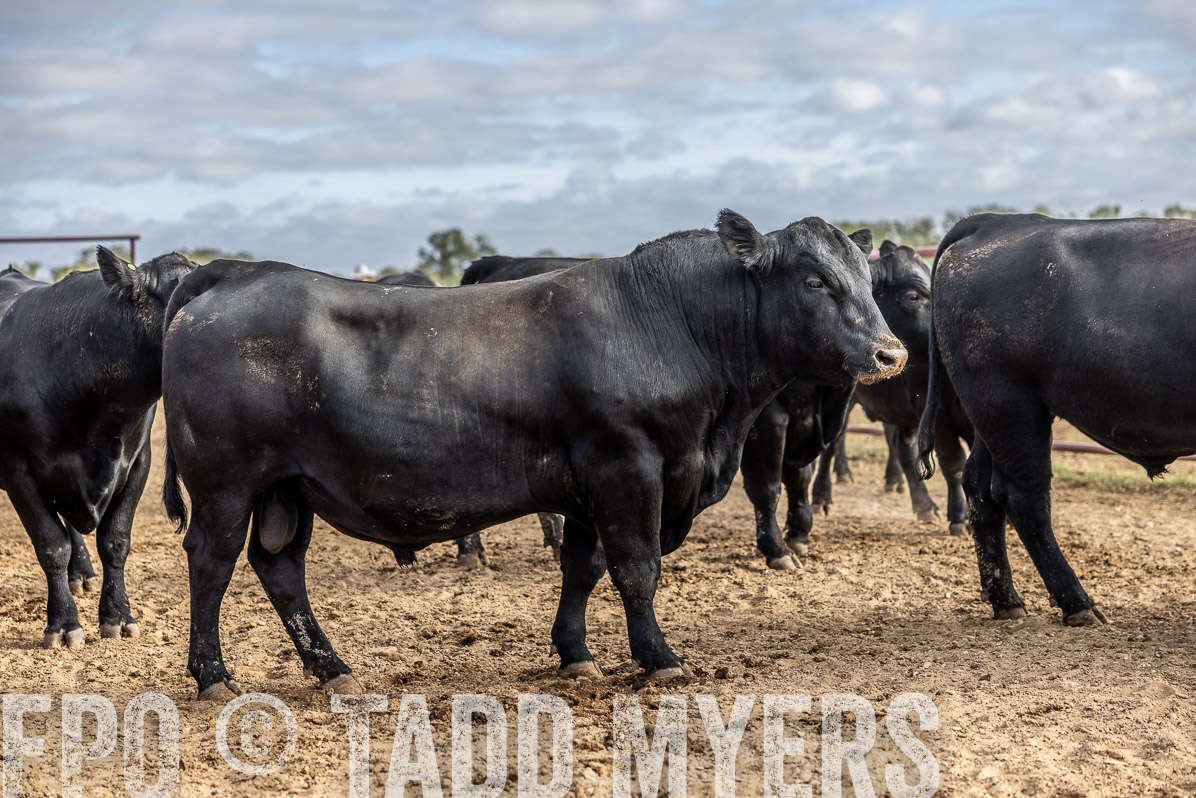 TMyers_FallBullSale_Cameron_Oct2022--523694
