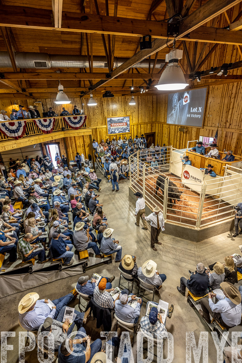 TMyers_FallBullSale_Cameron_Oct2022--523768