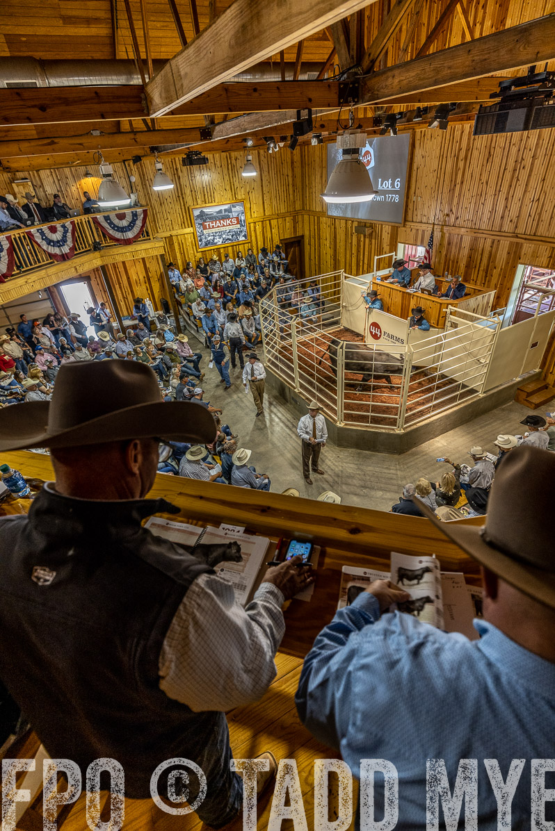 TMyers_FallBullSale_Cameron_Oct2022--523846