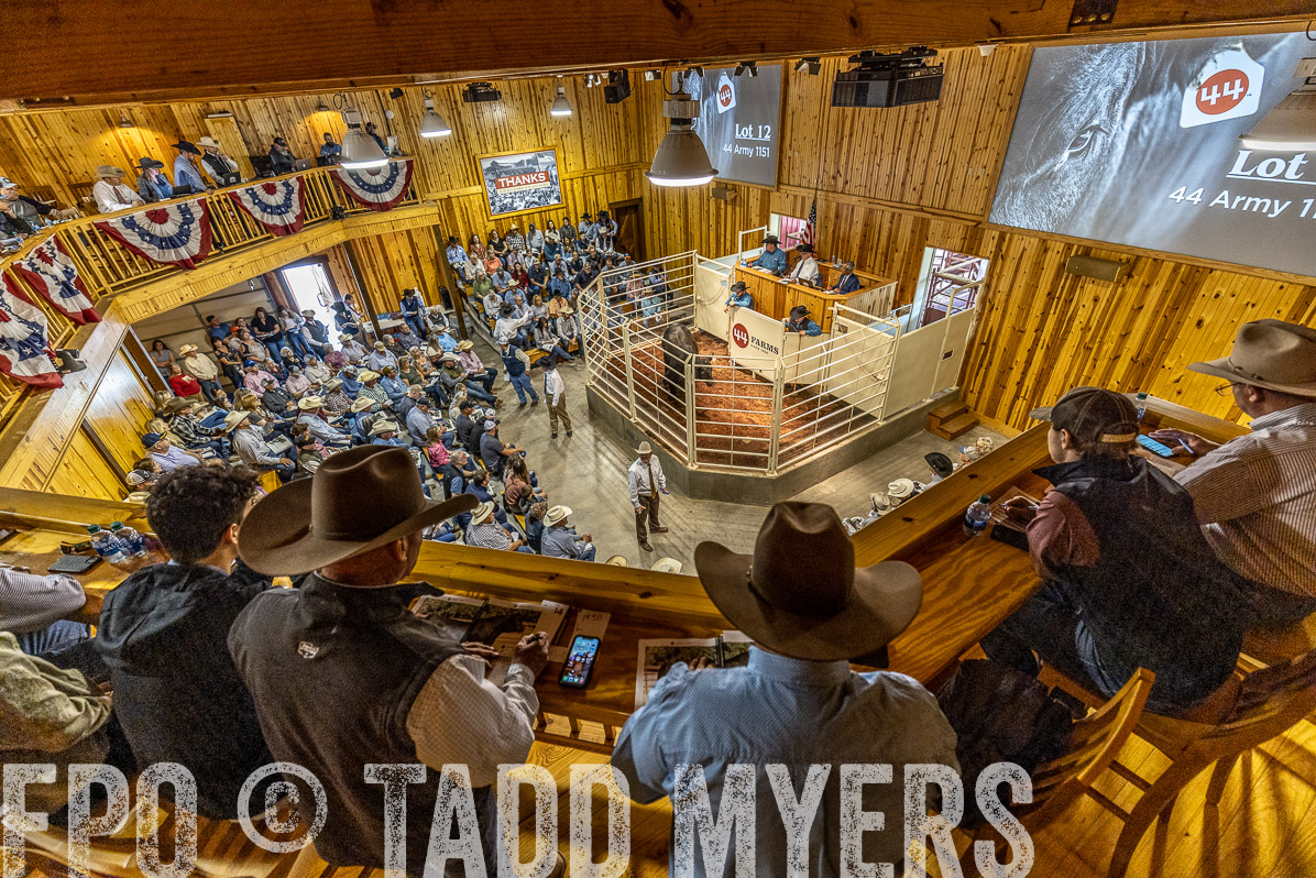 TMyers_FallBullSale_Cameron_Oct2022--523894