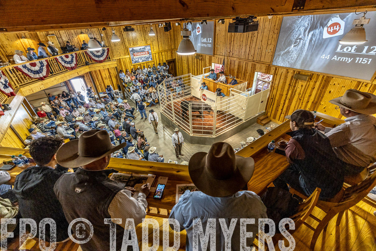 TMyers_FallBullSale_Cameron_Oct2022--523897