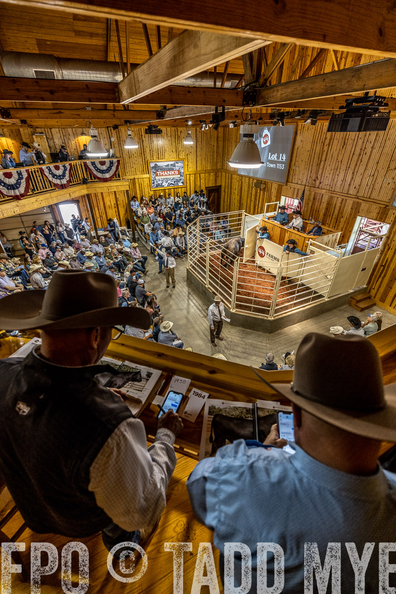 TMyers_FallBullSale_Cameron_Oct2022--523927
