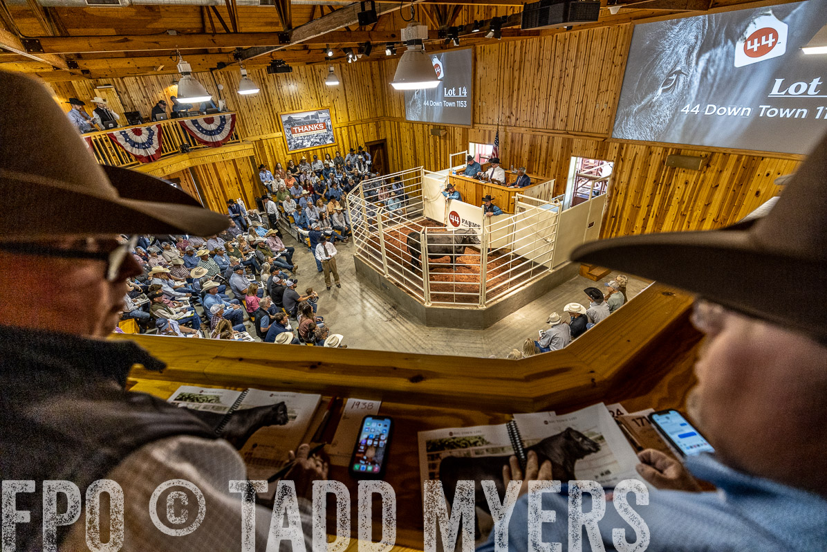 TMyers_FallBullSale_Cameron_Oct2022--523940