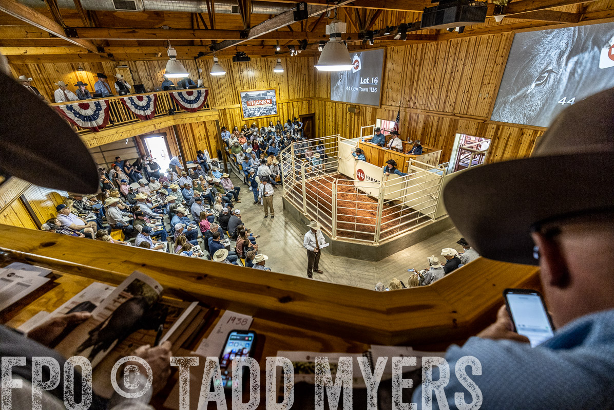 TMyers_FallBullSale_Cameron_Oct2022--523961