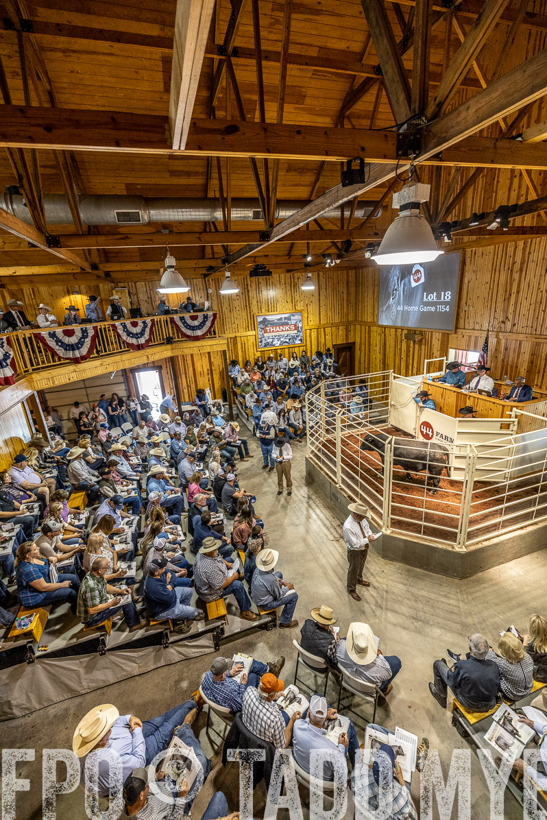 TMyers_FallBullSale_Cameron_Oct2022--524029
