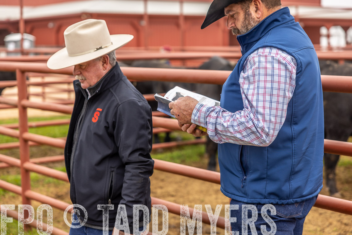 TMyers_SpringBullSale_Cameron_Feb2023-520107