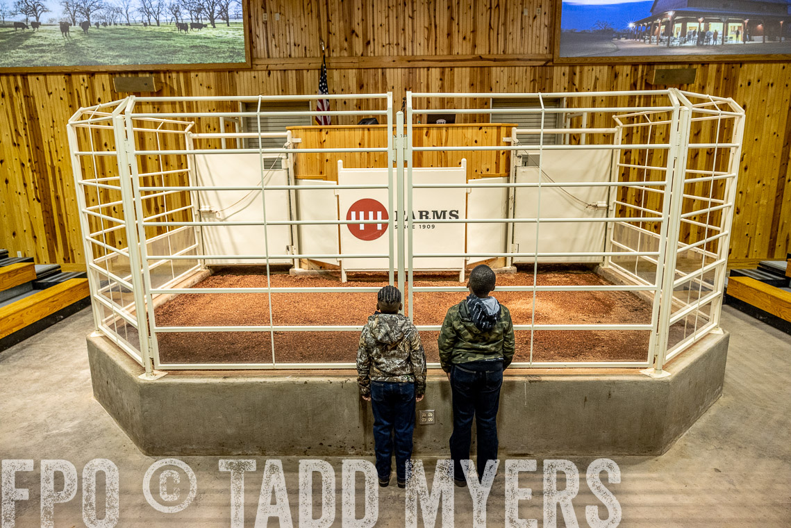 TMyers_SpringBullSale_Cameron_Feb2023-520167