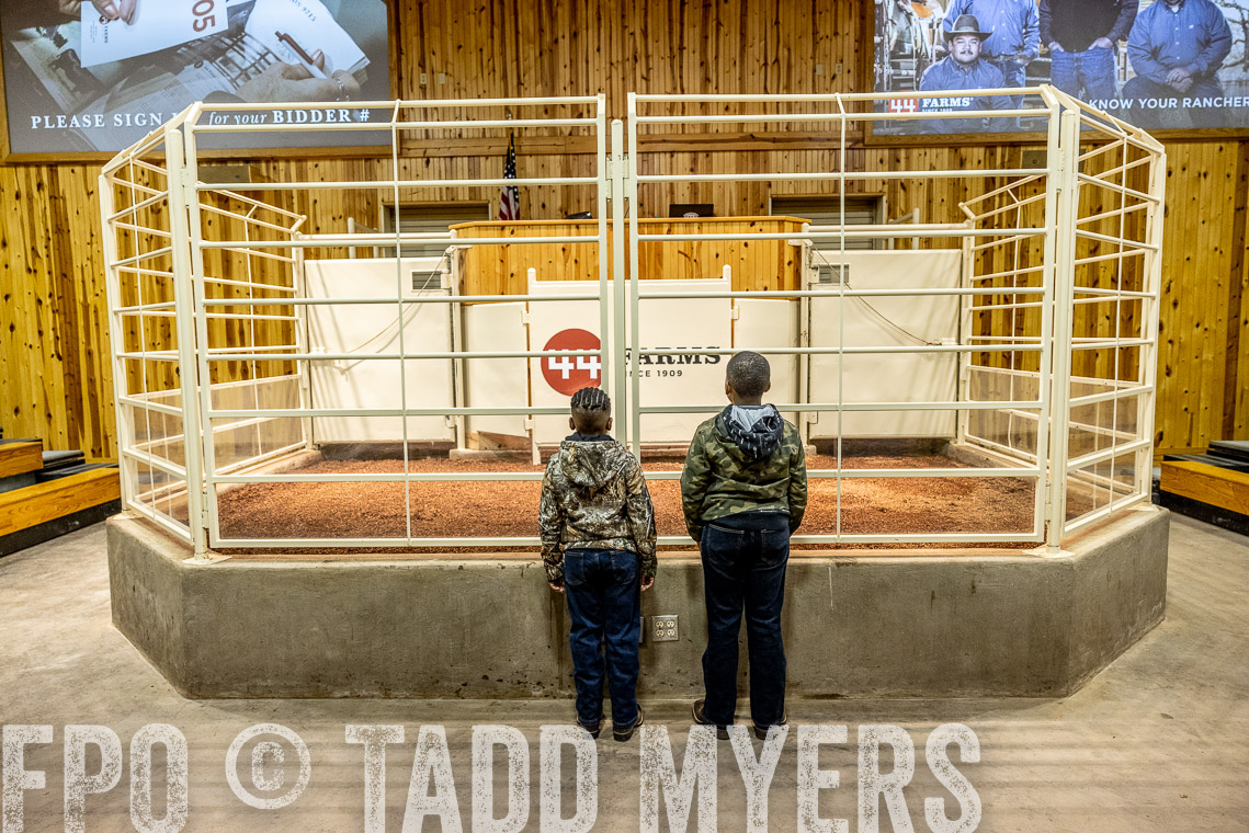 TMyers_SpringBullSale_Cameron_Feb2023-520170