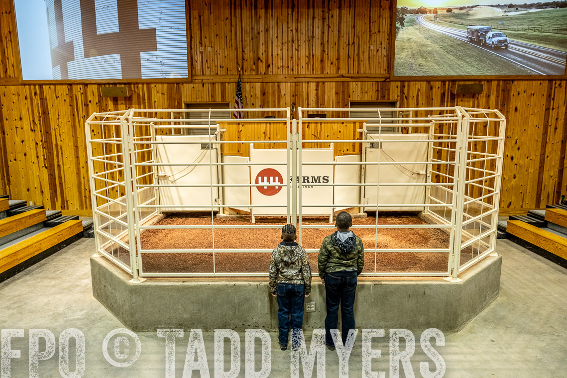 TMyers_SpringBullSale_Cameron_Feb2023-520185