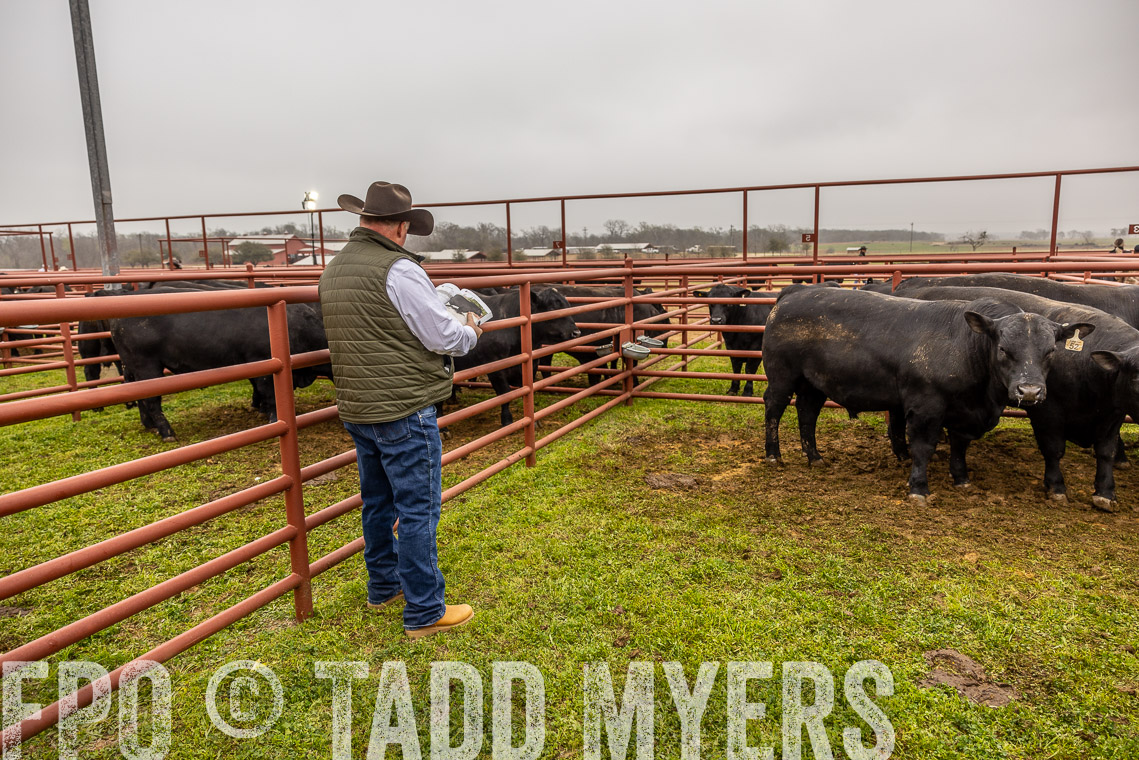 TMyers_SpringBullSale_Cameron_Feb2023-520479